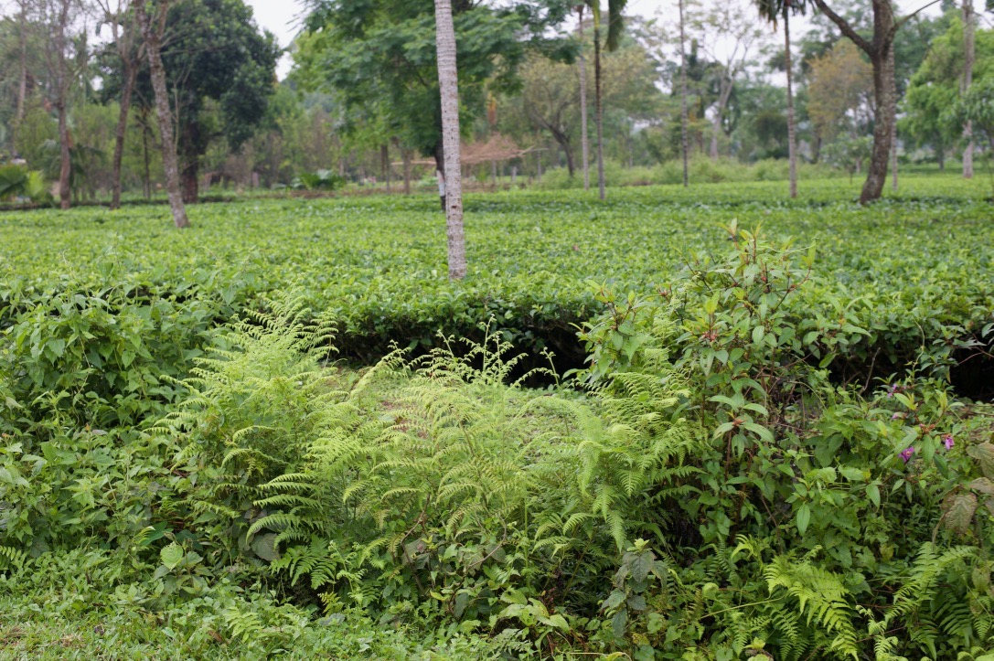 Bæredygtig teplantage Assam